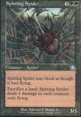 Spitting Spider